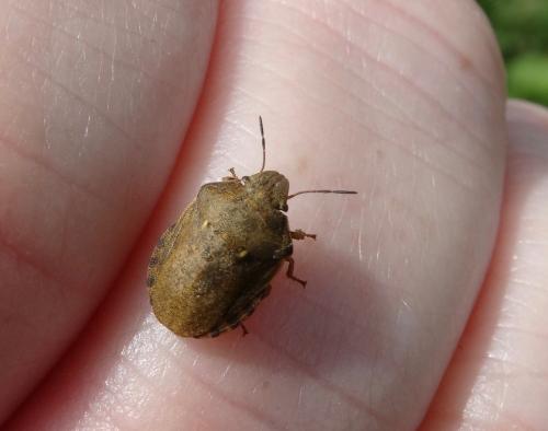 Eurygaster testudinaria