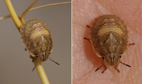 Eurygaster maura