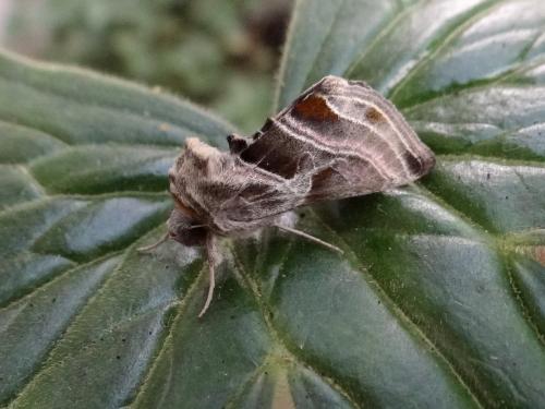 Euchalcia variabilis