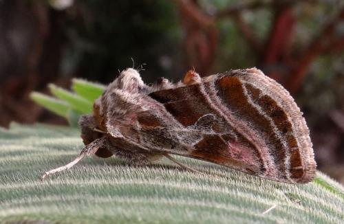 Euchalcia variabilis
