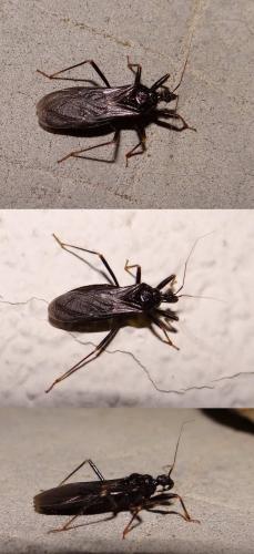 Reduvius personatus