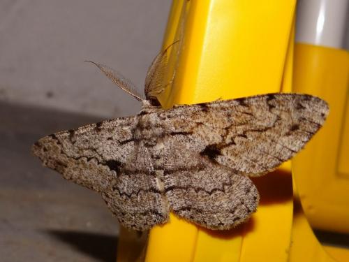 Réf. 165 603 : Hypomecis roboraria