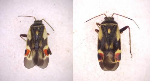 Polymerus unifasciatus