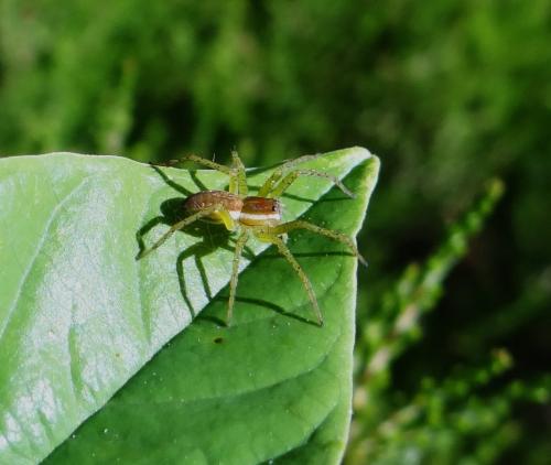 Dolomedes sp.