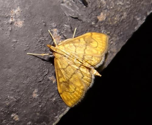 Réf. 165 995 : Anania verbascalis