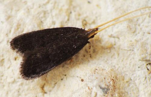 Lecithocera nigrana