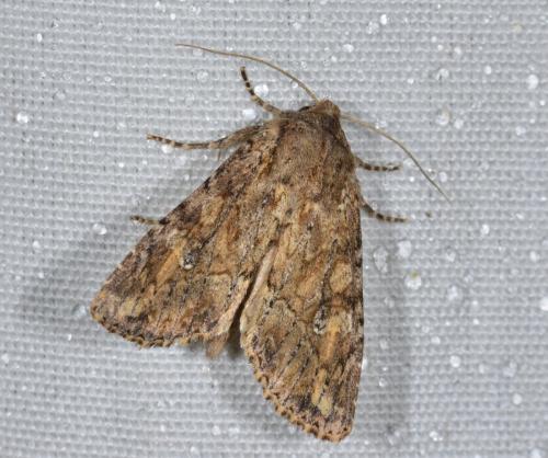 Apamea anceps