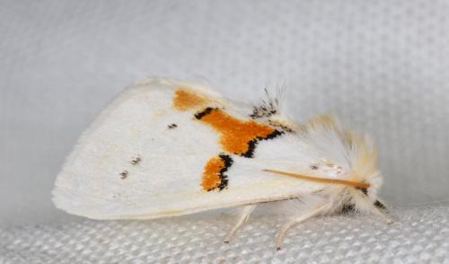 Leucodonta bicoloria