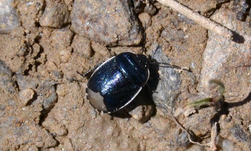 Réf. 165 924 : Canthophorus sp.