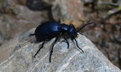Meloe violaceus
