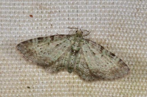 Pasiphila debiliata