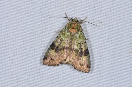Réf. 165 886 : Anaplectoides prasina