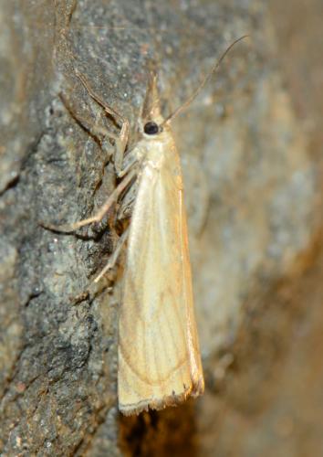 Chrysoteuchia culmella