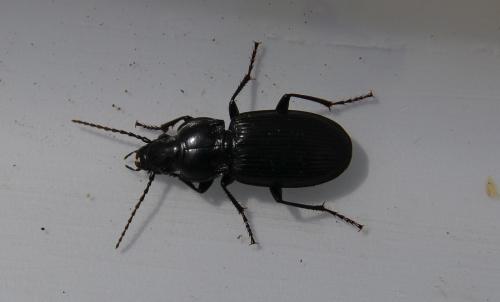 Réf. 165 922 : Pterostichus sp.
