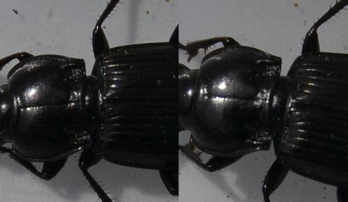 Réf. 165 967 : Pterostichus sp.