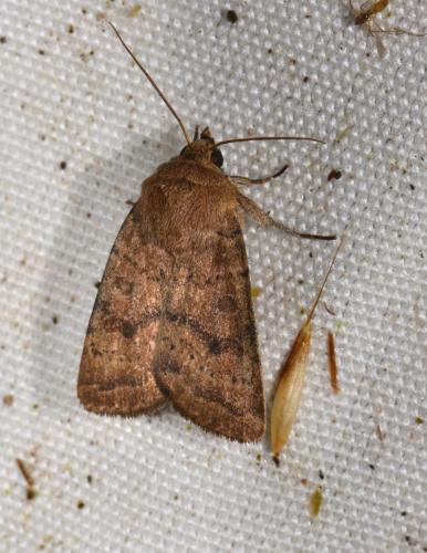 Hoplodrina sp.
