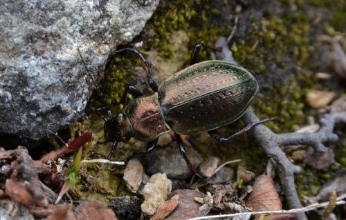 Carabus baudii