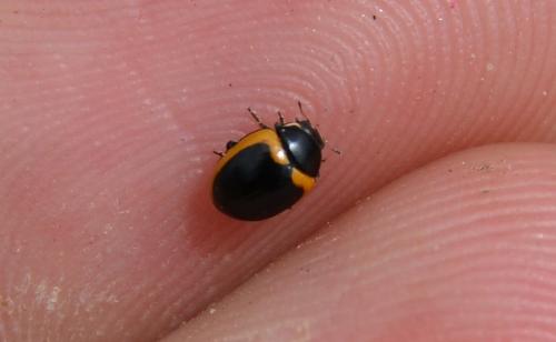 Coccinella venusta
