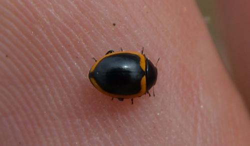 Coccinella venusta