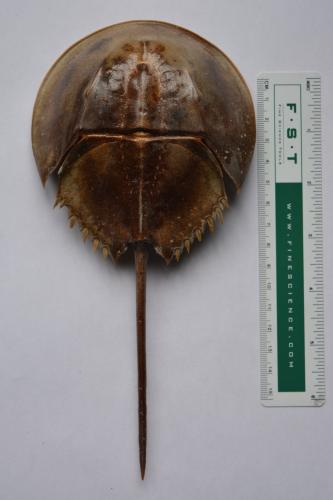 Carcinoscorpius rotundicauda