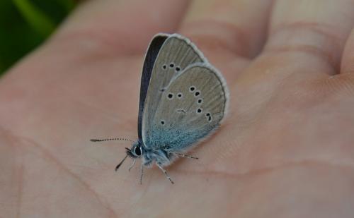 Cyaniris semiargus