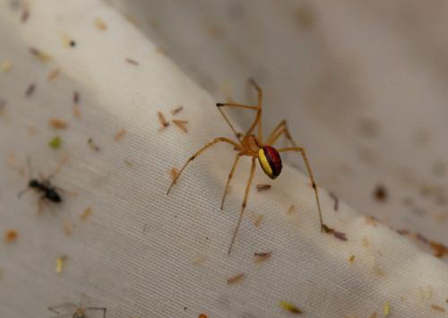 Enoplognatha (latimana-ovata)