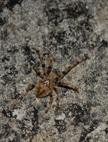 Araneus angulatus