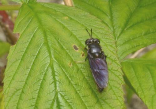 Hermetia illucens