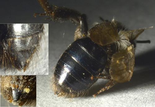 Andrena cineraria