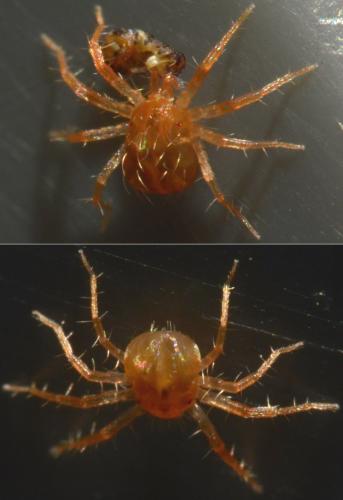 Anystis sp.