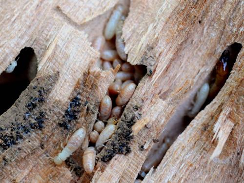 Kalotermes flavicollis
