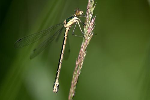 Lestes dryas