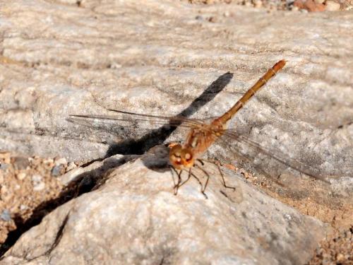 Réf. 165 397 : Sympetrum sp.