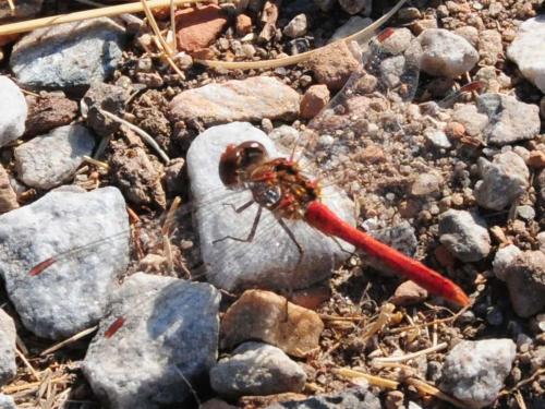 Sympetrum sp.