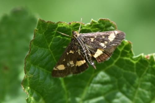 Pyrausta aurata