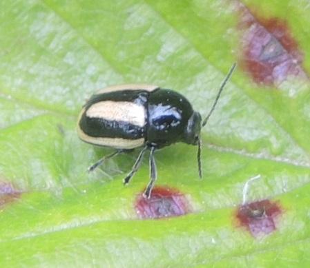 Cryptocephalus vittatus