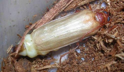 Réf. 165 496 : Tragosoma depsarium