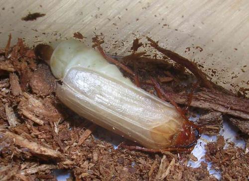 Tragosoma depsarium
