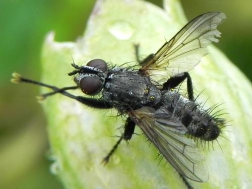 Stevenia sp.