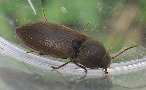 Réf. 165 063 : Agriotes obscurus