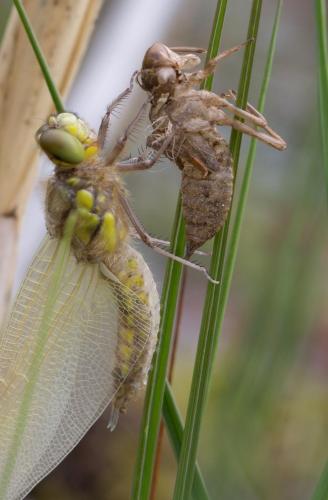 Libellula quadrimaculata