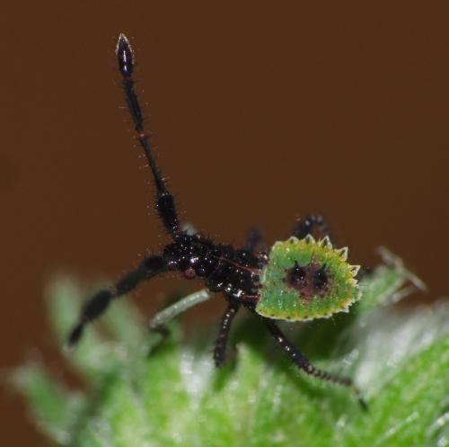 Réf. 165 605 : Enoplops scapha