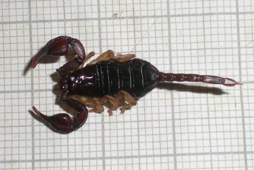 Euscorpius tergestinus