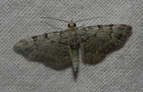 Réf. 165 566 : Pasiphila rectangulata