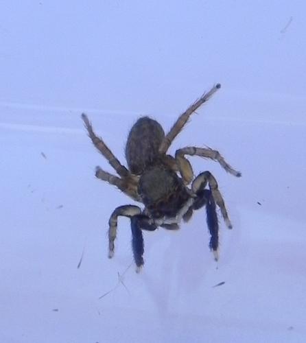 Réf. 165 527 : Euophrys frontalis