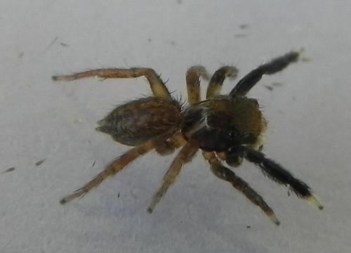Réf. 165 528 : Euophrys frontalis
