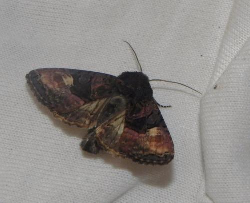 Réf. 165 576 : Euplexia lucipara