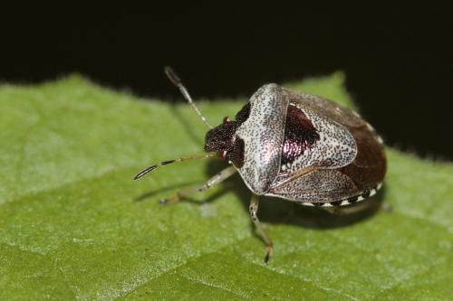 Réf. 165 235 : Stagonomus venustissimus