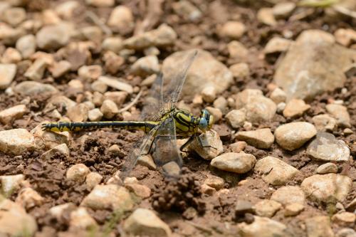 Réf. 165 463 : Gomphus simillimus