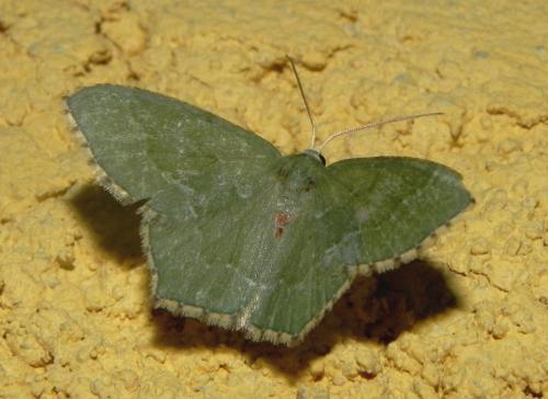 Réf. 165 586 : Hemithea aestivaria